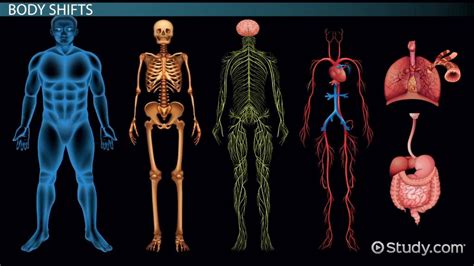 Human Movement System