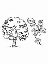 Elm coloring Pages sketch template