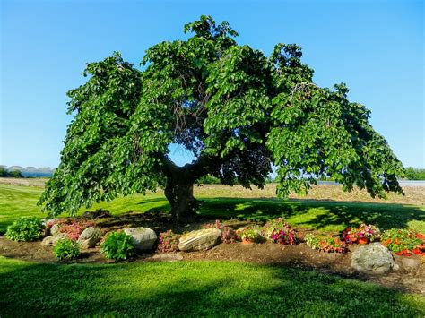 Camperdown Elm Tree Landscape - Free photo on Pixabay