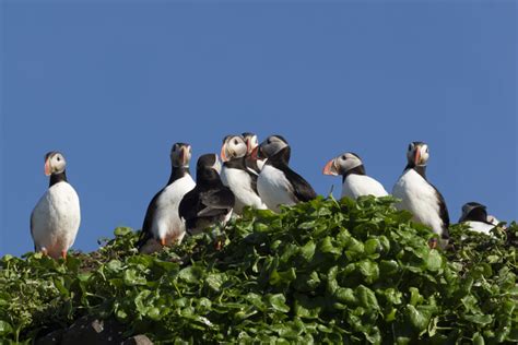 Where to see an Atlantic puffin - Aurora Expeditions™