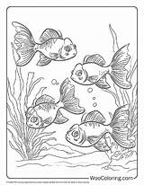 100  Goldfish coloring pages Free PDF To Print Woo Coloring sketch template