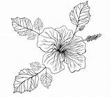 Hibiscus Flower Printable coloring Page  Download Print Or Color sketch template
