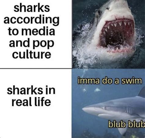 These Shark Memes Have Some Bite - Flipper Friends | Memes