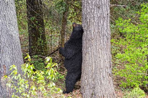 11 amazing facts about Canada’s bear species | Canadian Geographic