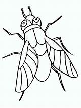 Fly coloring Pages  SeaColoring sketch template