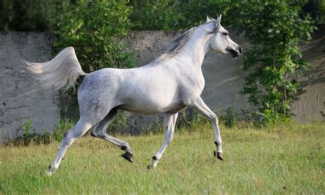 Arab Horse