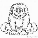 Ape Coloring Pages  Free & Printable sketch template