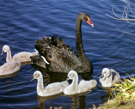 Black Swan - The Australian Museum