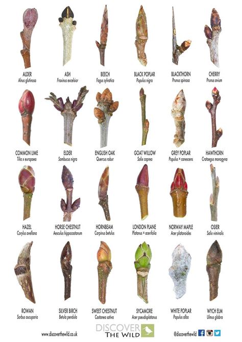 A handy guide to identifying trees from their buds | Identifying trees, Garden trees, Tree buds