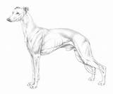 Mandala Whippet Greyhound Ausmalbilder Hunde Coloring Hund Ausmalen  sketch template