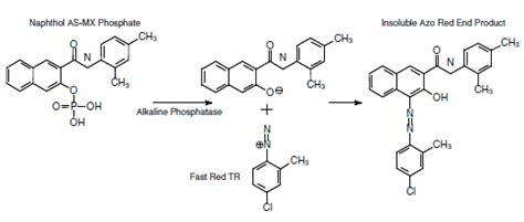 Colorimetric Phosphatase/Peroxidase Substrate Systems