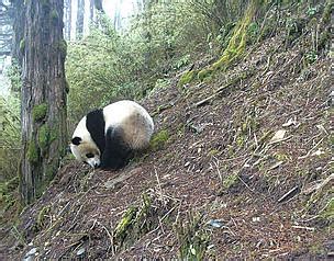 Photos offer rare glimpse into panda habitat | WWF Hong Kong