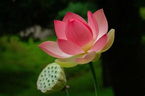 National Flower of India (Lotus) - An Essay