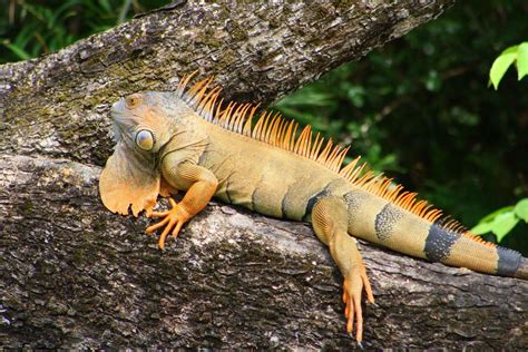 Discover the Fascinating Iguanas of Costa Rica