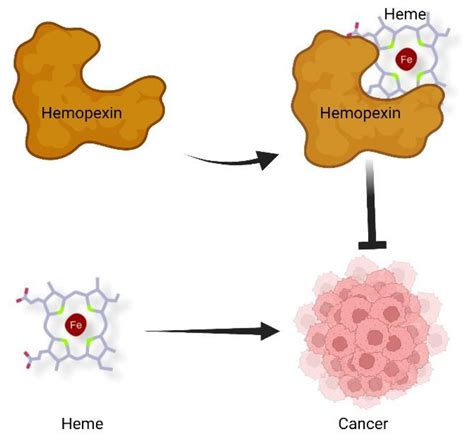 IJMS | Free Full-Text | Hemopexin and Cancer