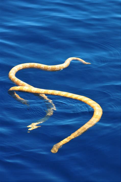 Sea snakes thought to be extinct show up in Australian waters