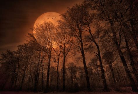 nature, Forest, Trees, Moon, Monochrome, Spooky Wallpapers HD / Desktop and Mobile Backgrounds