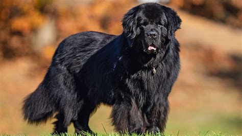 How to Groom a Newfoundland Dog