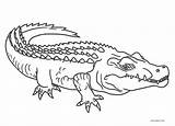 Free Printable Alligator Coloring Pages For Kids sketch template