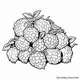 Raspberry Coloring Page sketch template