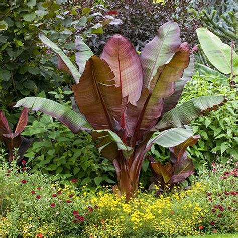 Ensete 'Maurelii (Red Abysinnian Banana) 9cm | YouGarden