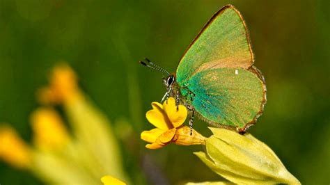 Green Butterfly Species