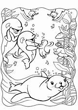 Arctic Animals Coloring Pages  Best For Kids sketch template