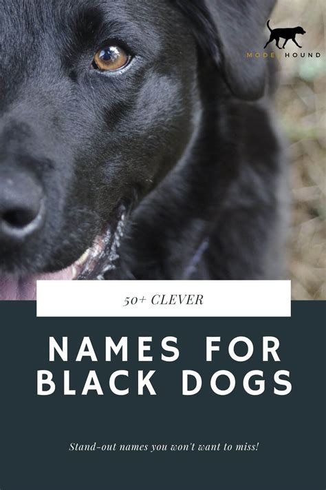 Top Clever Black Dog Names