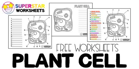 Plant And Animal Cell Chart