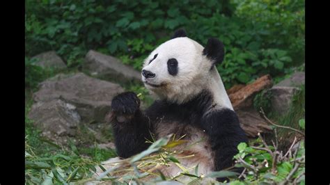 Cute Giant panda eating bamboo - YouTube