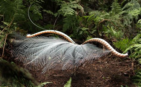 HIE | The courtship lyre: why male lyrebirds mimic an alarming cue of a ...