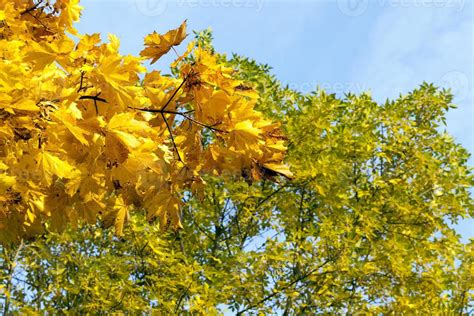 yellow maple foliage 9711989 Stock Photo at Vecteezy