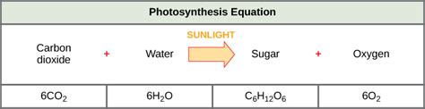 5.1: Overview of Photosynthesis – Concepts of Biology – 1st Canadian ...