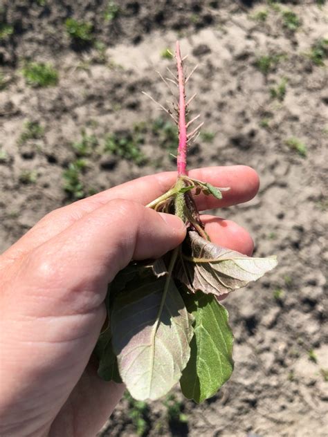 Pigweed identification (a quick guide) - Notes in the Margins: Agronomy ...