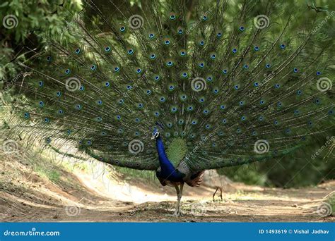 A 1000 Eyes stock image. Image of forest, feathers, india - 1493619