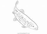 Brook Trout Coloring Page For Kids  Free Trouts Printable sketch template