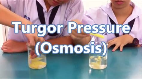 Turgor Pressure I Lab Experiment I Flip Learning I Science Alon - YouTube