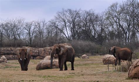 African Elephant Exhibit - ZooChat