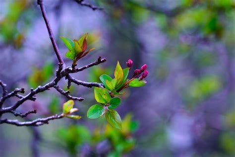 Budding flowers | Smithsonian Photo Contest | Smithsonian Magazine