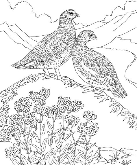 Beautiful Alaska State Bird Coloring Page | Top Free Coloring Pages For ...