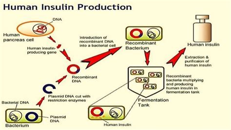 Insulin production and synthesis