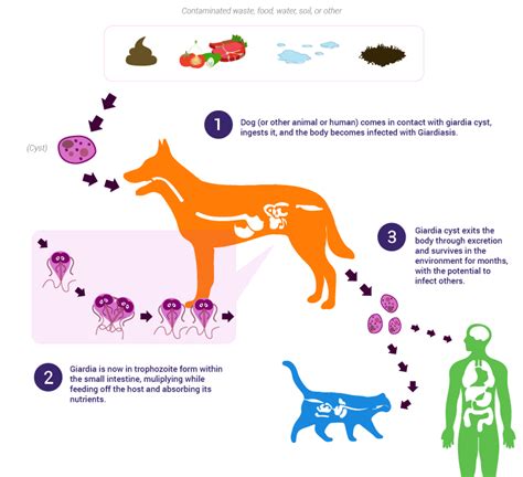 giardia cyst Archives | Becker Animal Hospital, Northfield IL