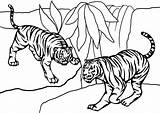 Coloring Pages Of Tigers sketch template
