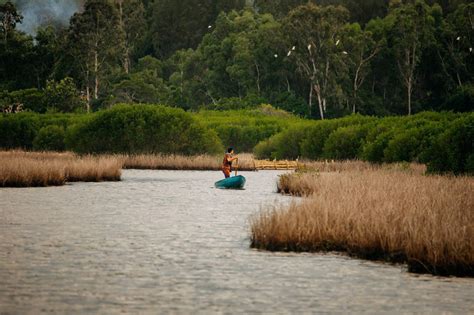 Mangrove forests reveal magnificent beauty in central Vietnam | Tuoi Tre News