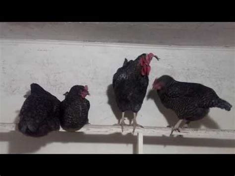 Chicken coop for laying hens – Healthy Food Near Me