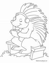 Canadian Porcupine Coloring Page Download Free  Home sketch template