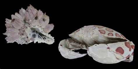 Virtual Collection: Subphylum Crustacea | Digital Atlas of Ancient Life