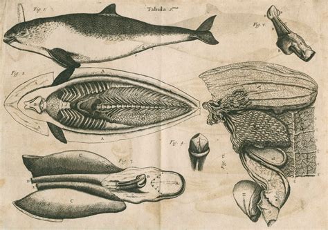 Anatomy of the porpoise posters & prints by Anonymous