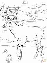 Deer Hunter Coloring Pages sketch template