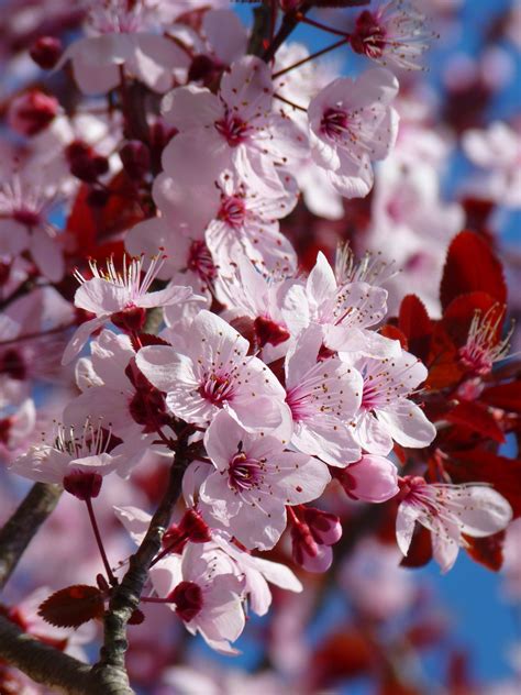 Free Images : tree, branch, fruit, flower, petal, bloom, food, spring, produce, pink, flora ...